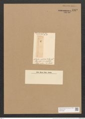 Nitzschia entomon (Ehr.) Ralfs. (de-Toni-Nr.: Genus 47, Species 2169) Zeichnungen Sammlung Grunow Nr. 4352 (NHMW-BOT-W0372398)